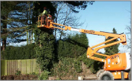 arboriculture
